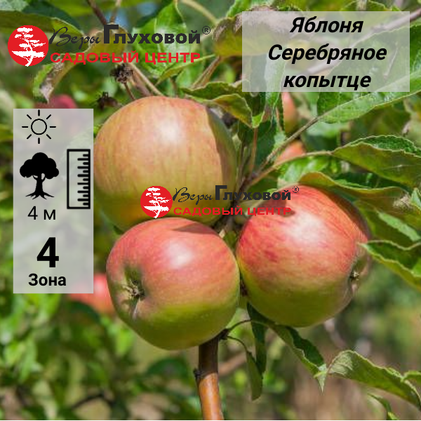 Яблоня Серебряное копытце