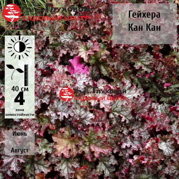 Гейхера Кан Кан