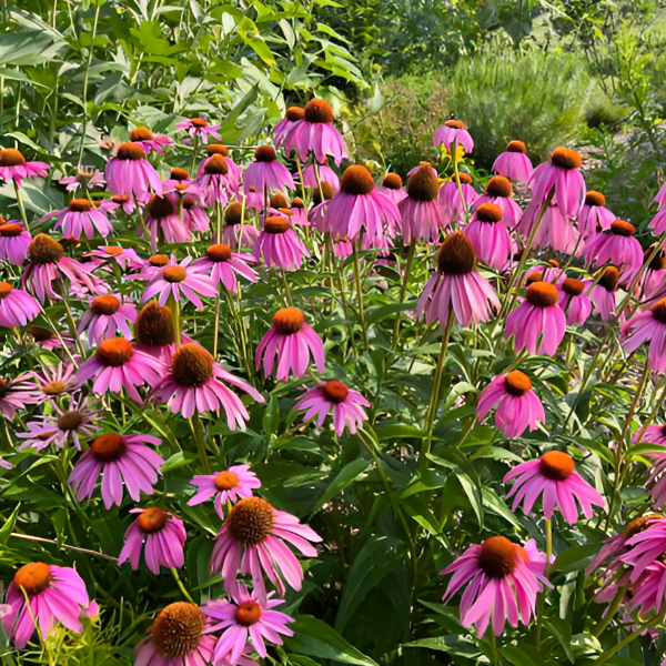 Эхинацея пурпурная Пурпл Эмпрерор
