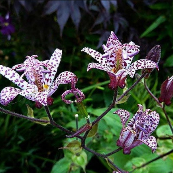 Трициртис коротковолосистый