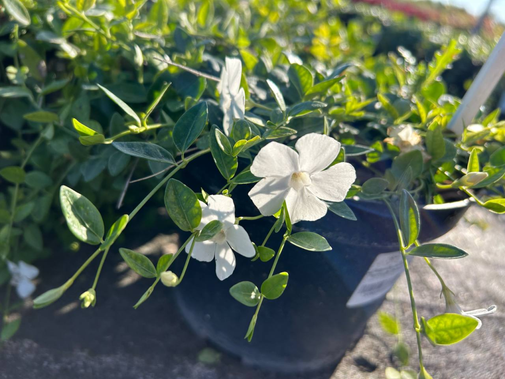 Барвинок Барвинок